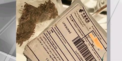 Американцам массово приходят загадочные «китайские» семена в посылках