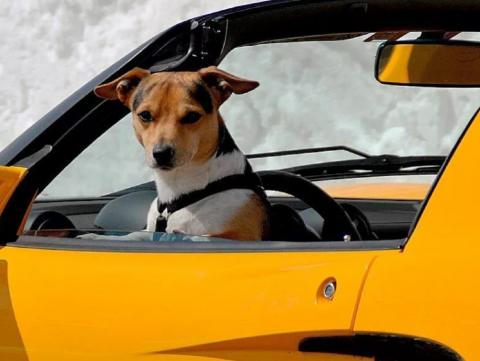 Собака в такси Такси машина собака