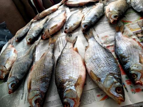 Тарань рыба