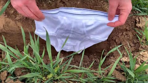 Хлопковые трусы