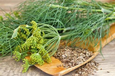 Как сажать укроп в открытый грунт: время и место для посадки Как сажать укроп в открытый грунт: время и место для посадки