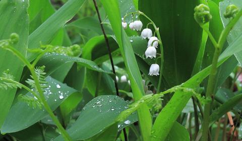 Ученые назвали самую полезную майскую зелень