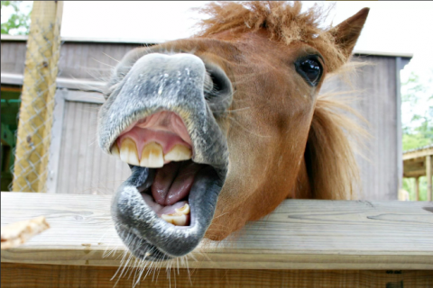 Пьяный итальянец на коне потерял управление и лишился водительских прав