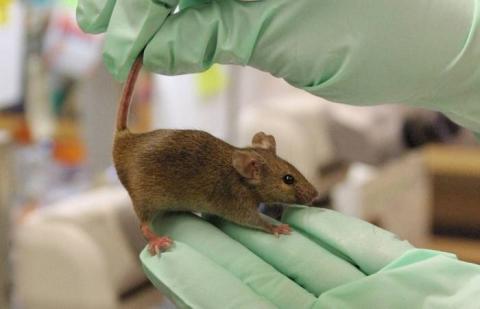 Учёные пересадили мышам человеческий мозг Учёные пересадили мышам человеческий мозг