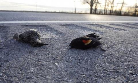 В Карелии произошла массовая гибель птиц
