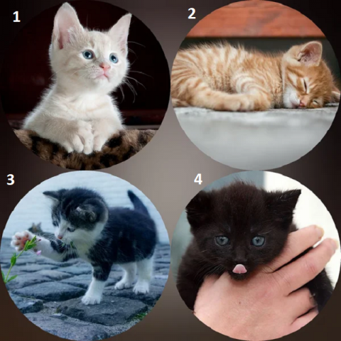 Тест на характер Психологический тест по картинке: выберите котенка, а мы раскроем ключевые черты вашего характера