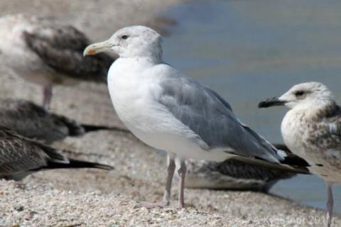 В Якутии произошла массовая гибель чаек
