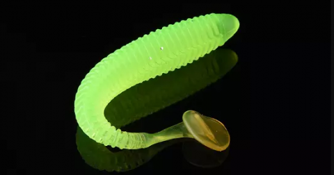 Секреты свечения червей из Бермудского треугольника раскрыты Генетики раскрыли секреты свечения червей из Бермудского треугольника