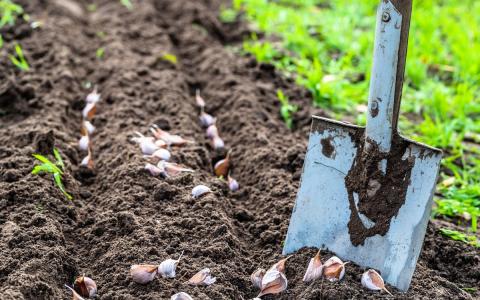 Когда и как сажать озимый чеснок в 2019 году: советы и рекомендации, благоприятные даты посадки