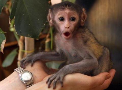  В Ростове входные билеты в зоопарк подорожают, но не для всех – СМИ