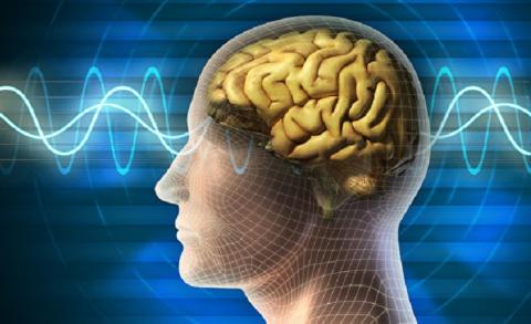 Человеческий мозг продолжает жить после смерти: ученые зафиксировали уникальный случай Человеческий мозг продолжает жить после смерти: ученые зафиксировали уникальный случай