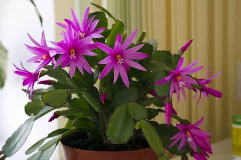 Комнатные цветы, которые приносят разлуку Комнатные цветы, которые приносят разлуку и отбирают счастье