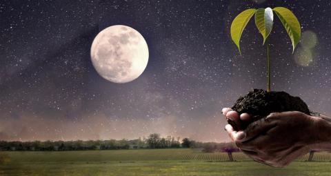 Благоприятные дни для посадки рассады в грунт в мае 2018: таблица высадки по лунному календарю