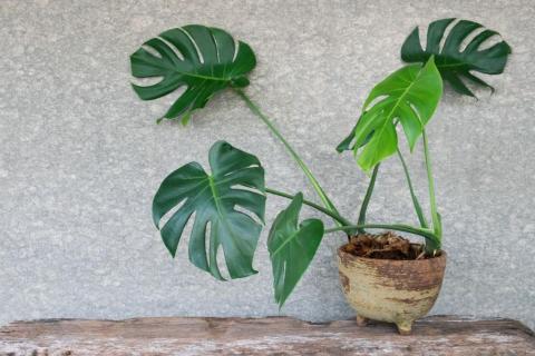 Комнатные цветы, которые уничтожают все лучшее Комнатные цветы, которые уничтожают все лучшее, что есть у человека