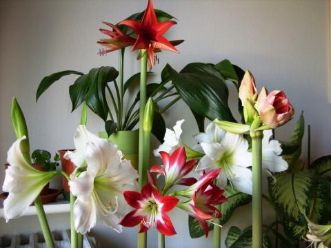 Комнатные цветы, которые выделяют токсины и вызывают головную боль