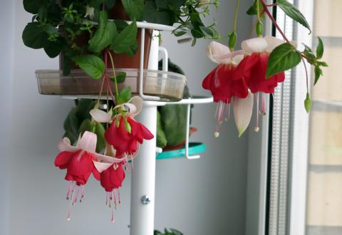 Комнатные цветы успех Комнатные цветы, которые дают мощный приток успеха