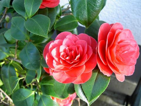 Комнатные цветы, которые приносят везение и успех Комнатные цветы, которые приносят везение и успех в разных сферах жизни