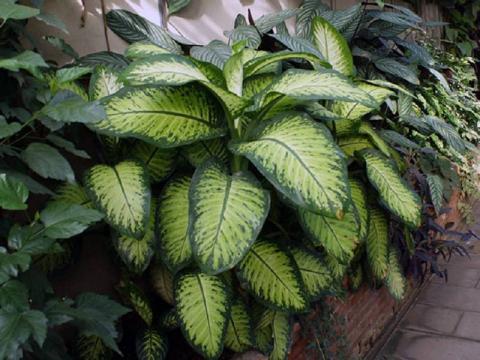 Комнатные цветы, которые лишают главного Комнатные цветы, которые лишают главного в жизни