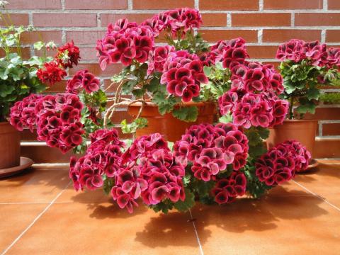 Комнатные цветы, которые нагнетают в жизнь беды и удары судьбы