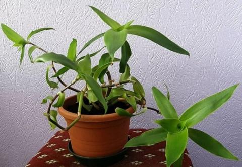 Комнатные цветы, которые приводят в тонус и дарят энергию