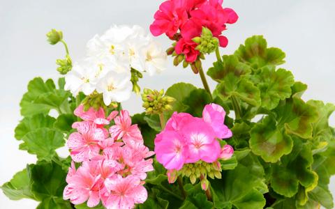 Комнатные цветы свойства Комнатные цветы, которые защищают от несчастных случаев