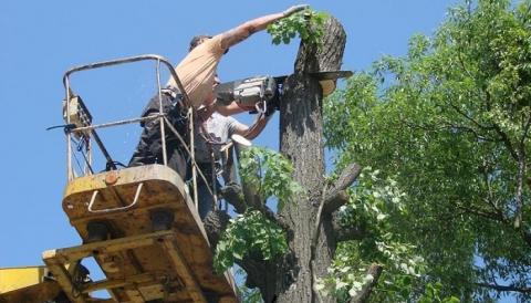Обрезка деревьев Обрезка деревьев