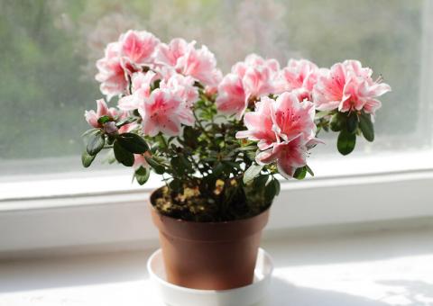 Комнатные цветы, которые изгоняют злых духов Комнатные цветы, которые изгоняют злых духов из жилища