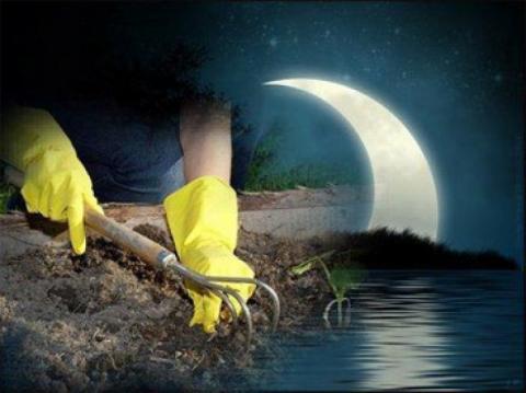 Лунный календарь садовода и огородника на май 2018: благоприятные дни для посадки рассады в грунт, таблица высадки растений