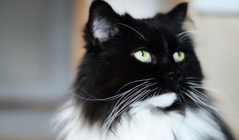 Кот  мейн-кун