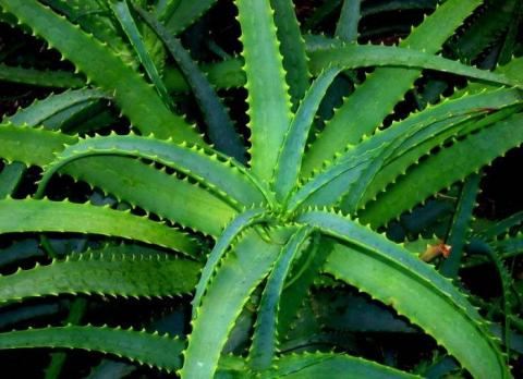 Комнатные цветы с чудодейственными свойствами: вся правда об алоэ