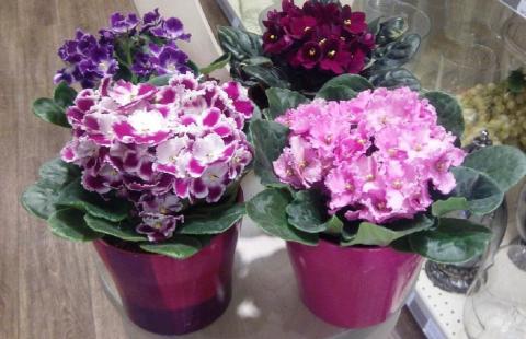 Как добиться обильного цветения фиалок: названы пять главных условий Как добиться обильного цветения фиалок: названы пять главных условий