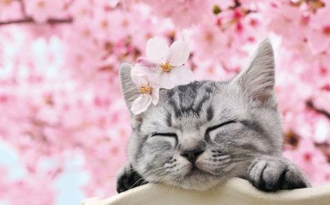 клички для кошек