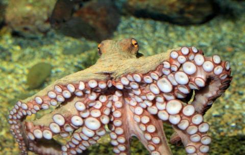  Осьминога-предсказателя матчей ЧМ-2018 съели в Японии