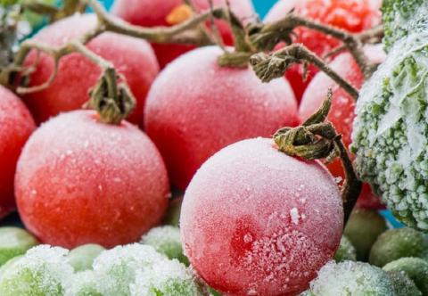 Помидоры можно заморозить: проверенный способ сохранения свежих томатов на зиму