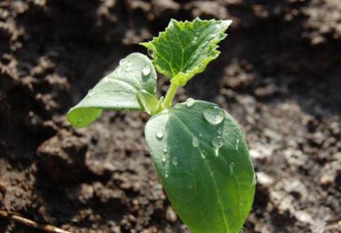 Когда сажать огурцы в открытый грунт в 2019 году: правила, сроки и рекомендации специалистов Когда сажать огурцы в открытый грунт в 2019 году: правила, сроки и рекомендации специалистов