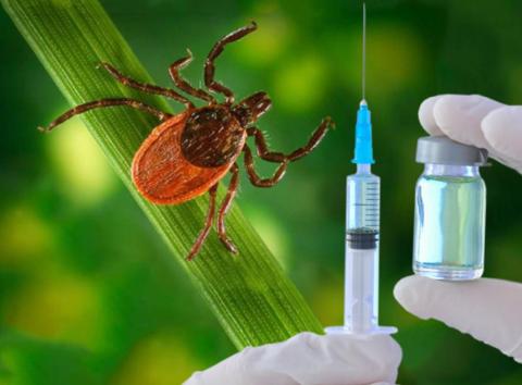 В Роспотребнадзоре проинформировали о вакцинации от клещевого энцефалита