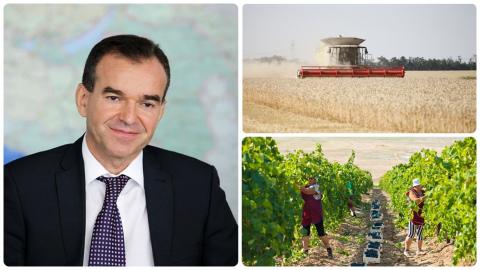 кондратьев губернатор кубани сбор кубанского винограда сельское хозяйство кубани фото