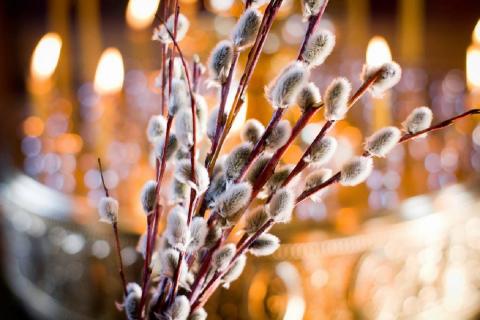 Верба и цековь