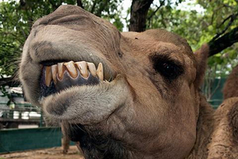 Верблюд