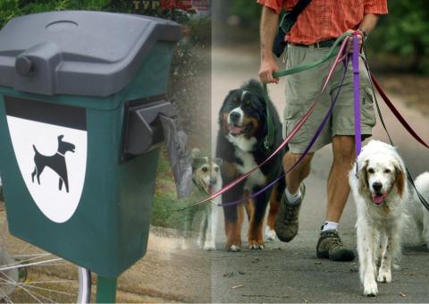 выгул собак, картинка выгул собак