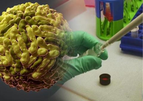 вирус sfts в лаборатории вирус sfts