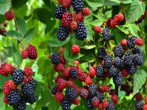 Ягоды ежевики на кусте
