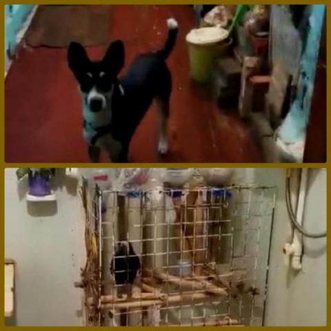 Животные в квартире