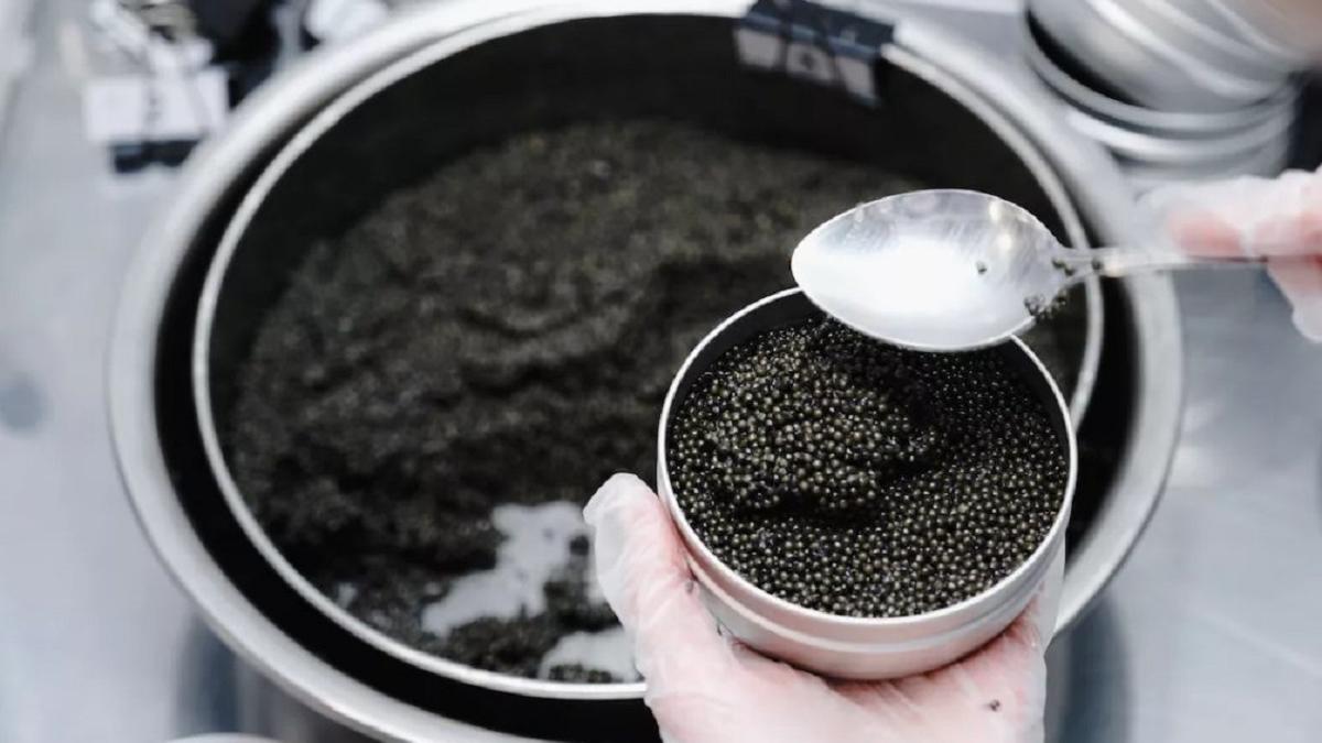 Чёрная икра