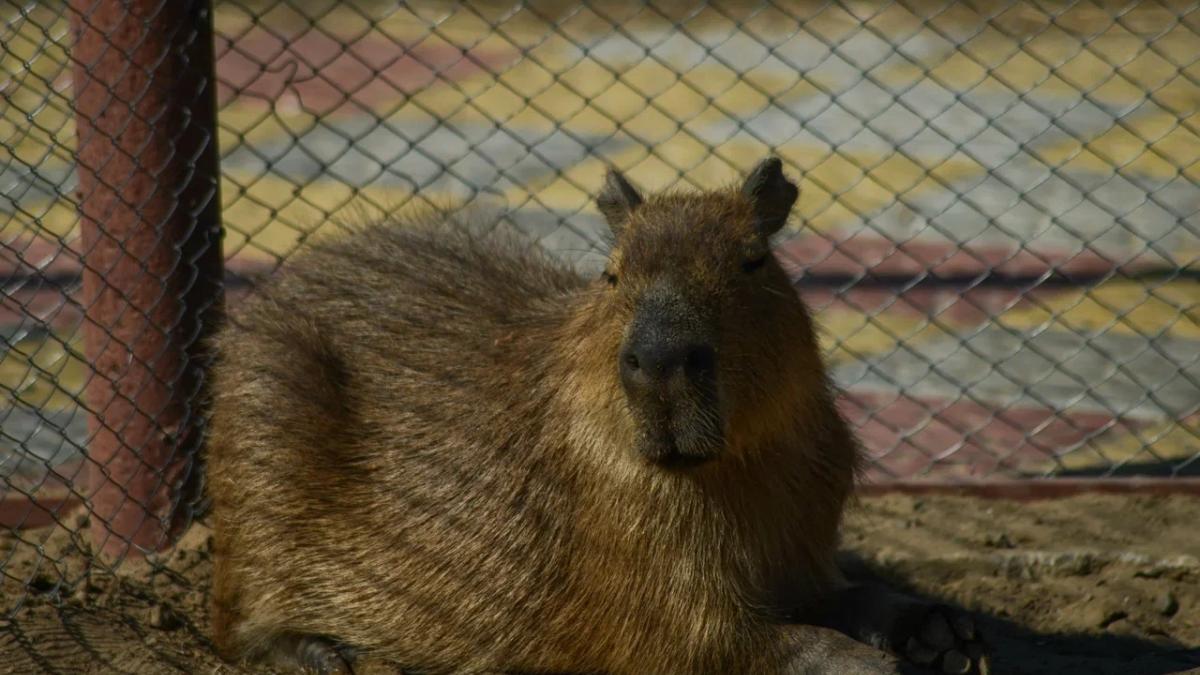 Капибара Капибара