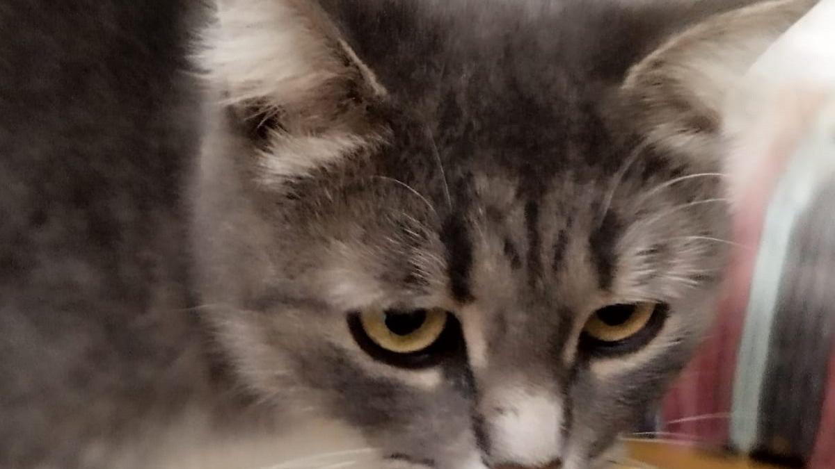 Женщина арестована после того, как в ее морозилке нашли около 100 туш кошек