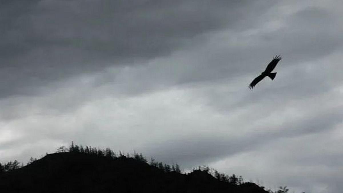 В Китае у самолета отвалился нос при столкновении со стаей птиц