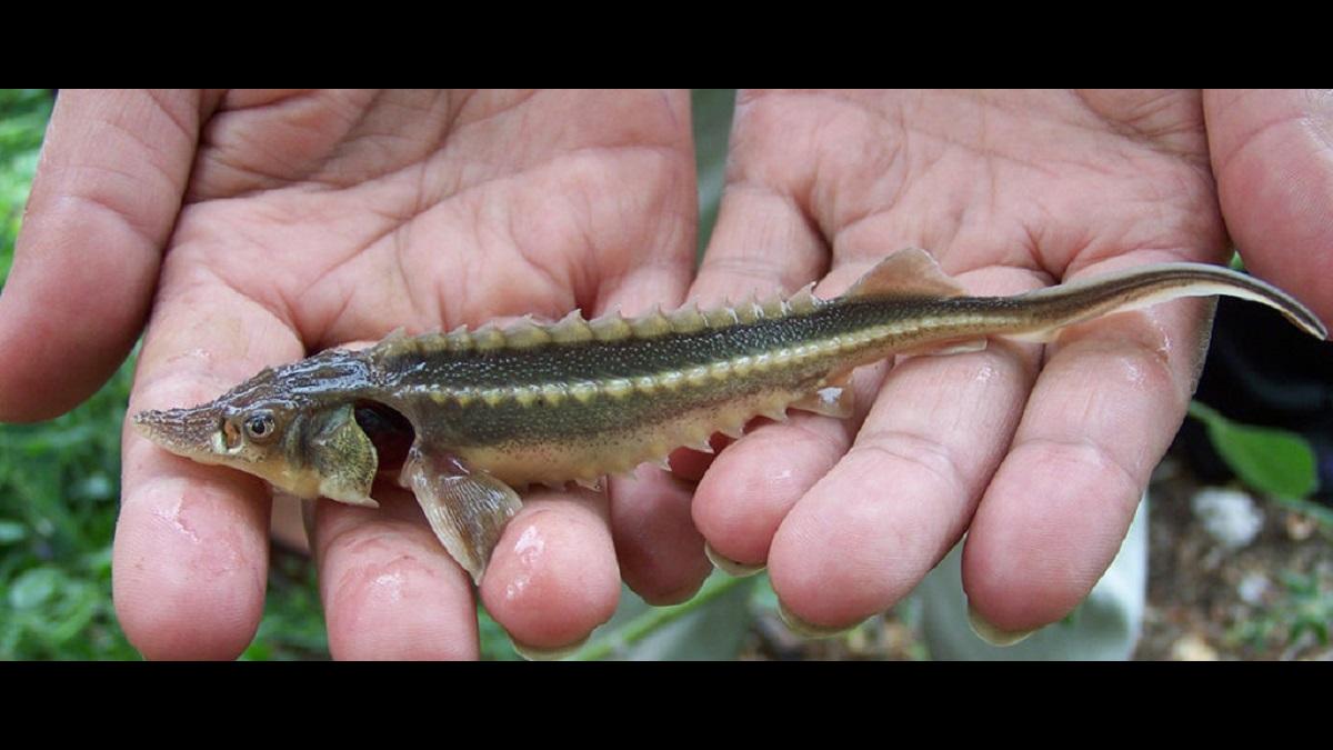 Молодь рыбы