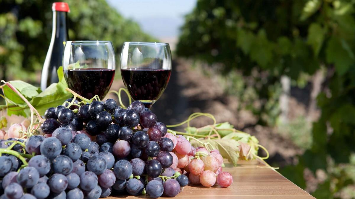 Вино, виноградники Вино, виноградники