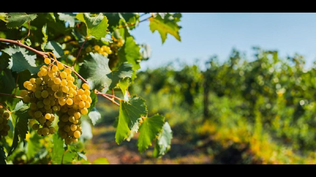 Виноградники